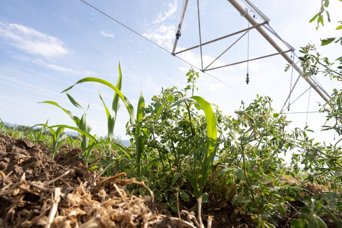 online graduate certificate in Weed Science