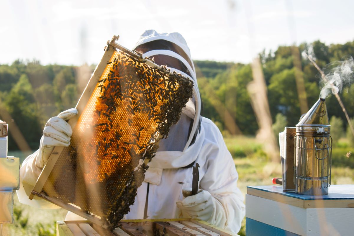 Careers - Beekeeping Program | CSU Online
