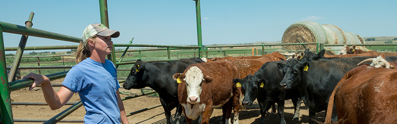 Agriculture, Animal, and Food Science programs at CSU Online